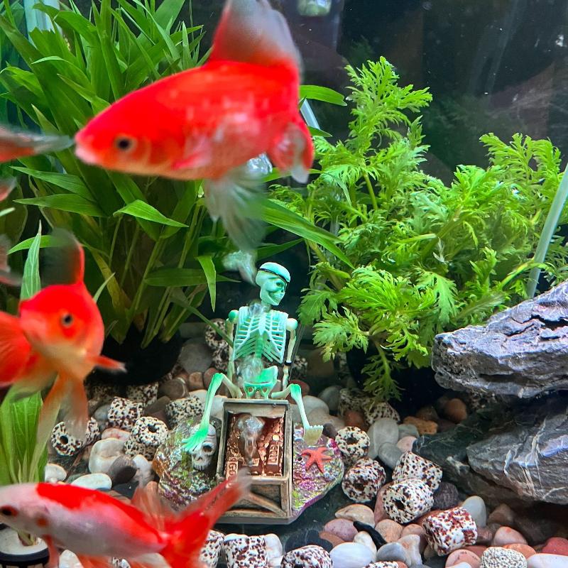 Aquarium Fish Cichlid - Aquarium Aerobic Landschaft Blase Luftpumpe Spaß