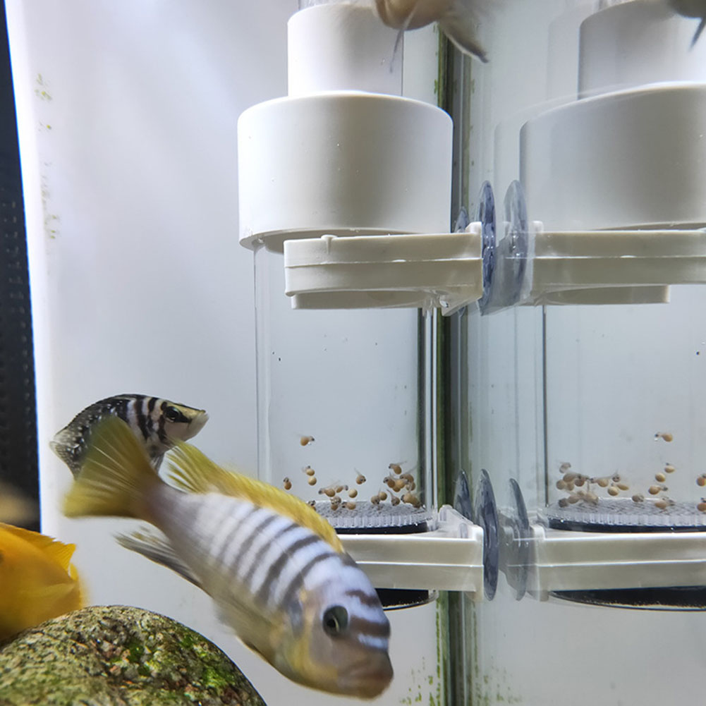 Aquarium Fish Cichlid - 40mm Aquarium Ziklidenaufzucht-Eier Inkubator für Mundbrut