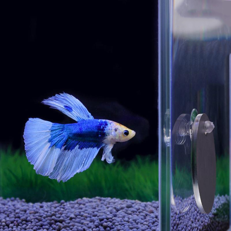Aquarium Fish Cichlid - Aquarium Betta Spiegel Aquarium schwimmender runder