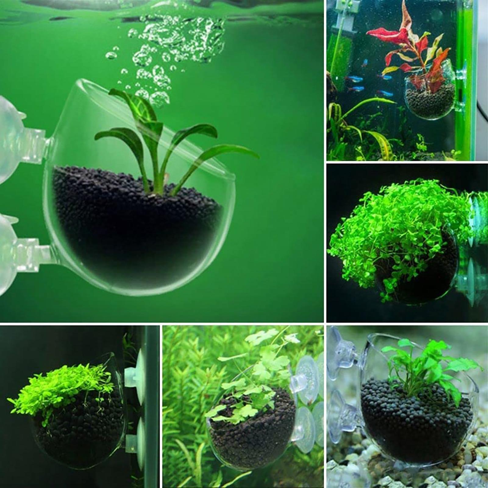 Aquarium-Dekorationspflanzento – Aquarium Fish Beautiful Bewertung und Preis