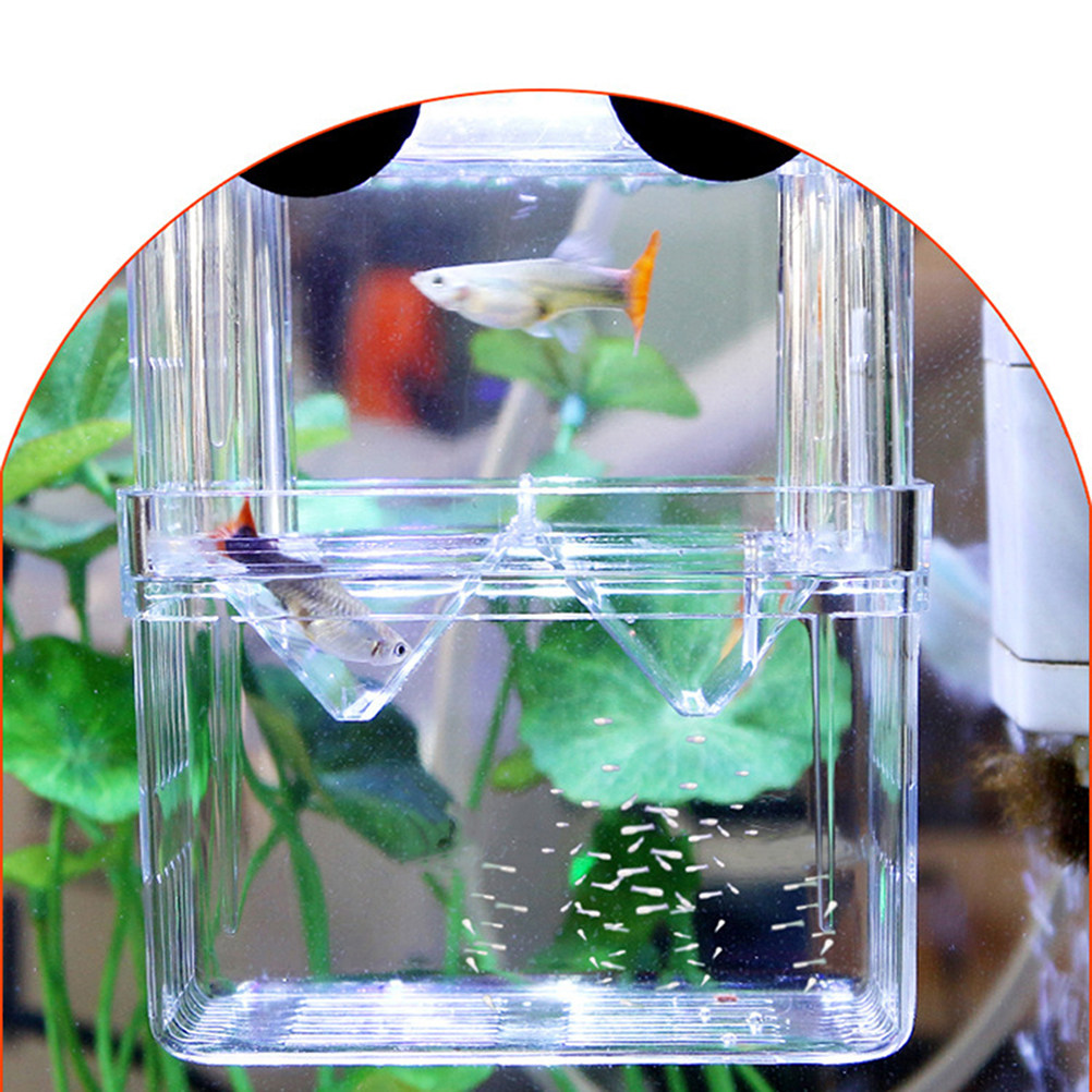 Transparente Fischzuchtbox für – Aquarium Fish Rate Bewertung und Preis