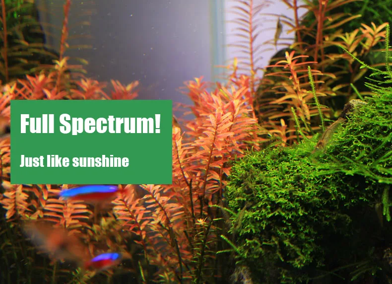 Spirituosen C-Serie ADA-Stil P – Aquarium Fish Store Bewertung und Preis