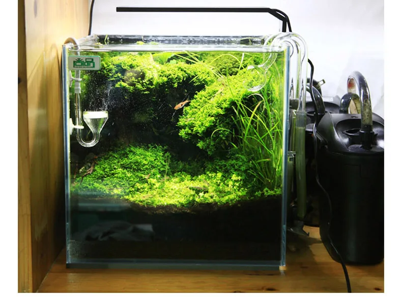 Spirituosen C-Serie ADA-Stil P – Aquarium Fish Store Bewertung und Preis
