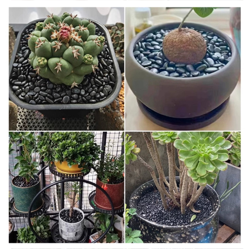 Weiß-schwarze polierte Flussst – Aquarium Fish Store Bewertung und Preis