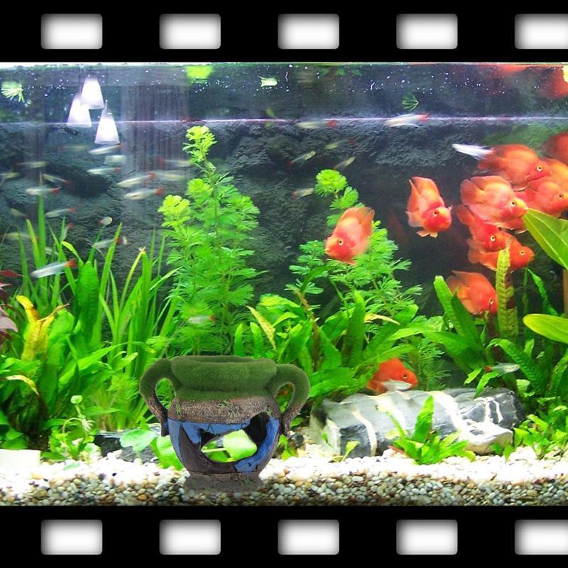 1 Stück Harzvase mit Moos, Aqu – Aquarium Fish Games Bewertung und Preis