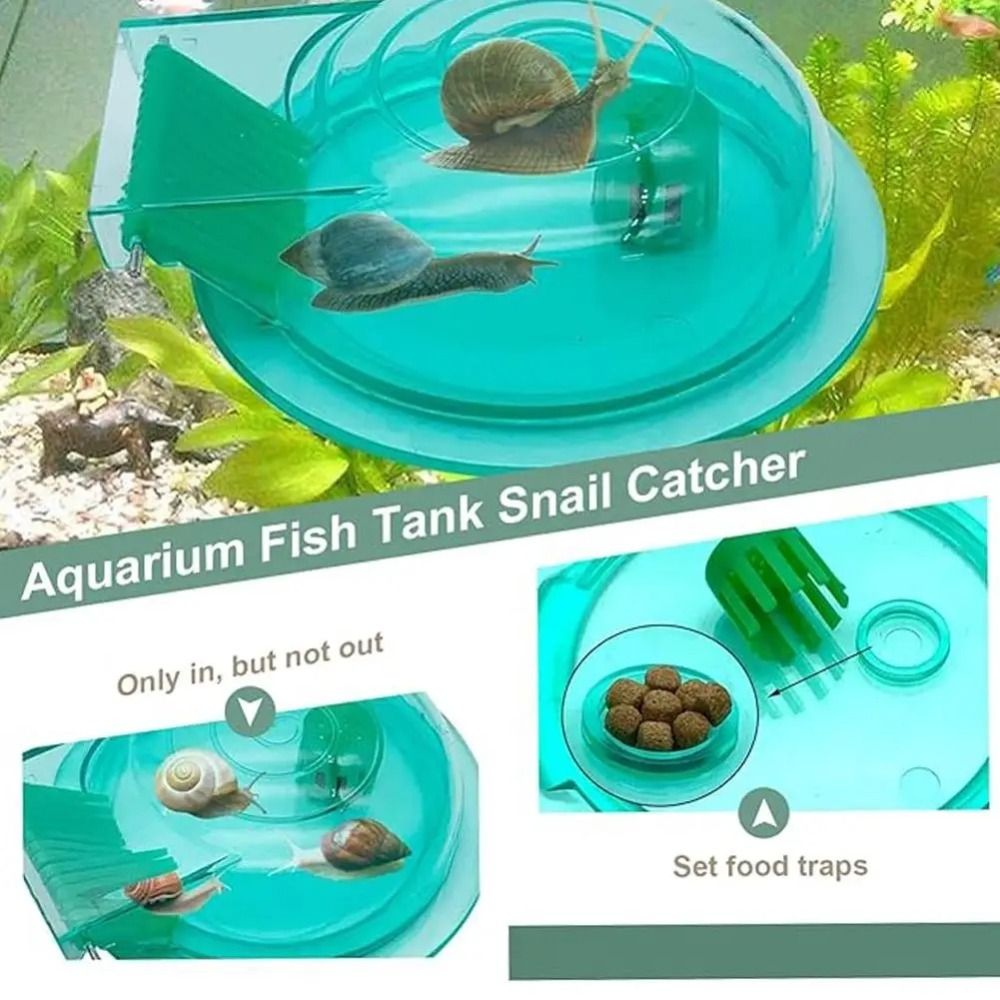 Süßwasser- und Salzwasser-Aqua – Aquarium Fish Eggs Bewertung und Preis