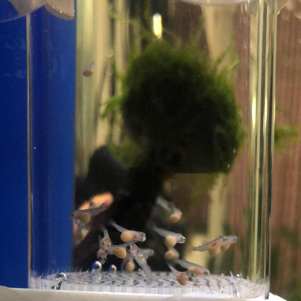 40mm Aquarium Ziklidenaufzucht – Aquarium Fish Cichlid Bewertung und Preis