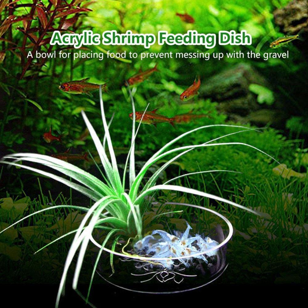 Acryl-Garnelenfutterschale Tra – Aquarium Fish Beautiful Bewertung und Preis
