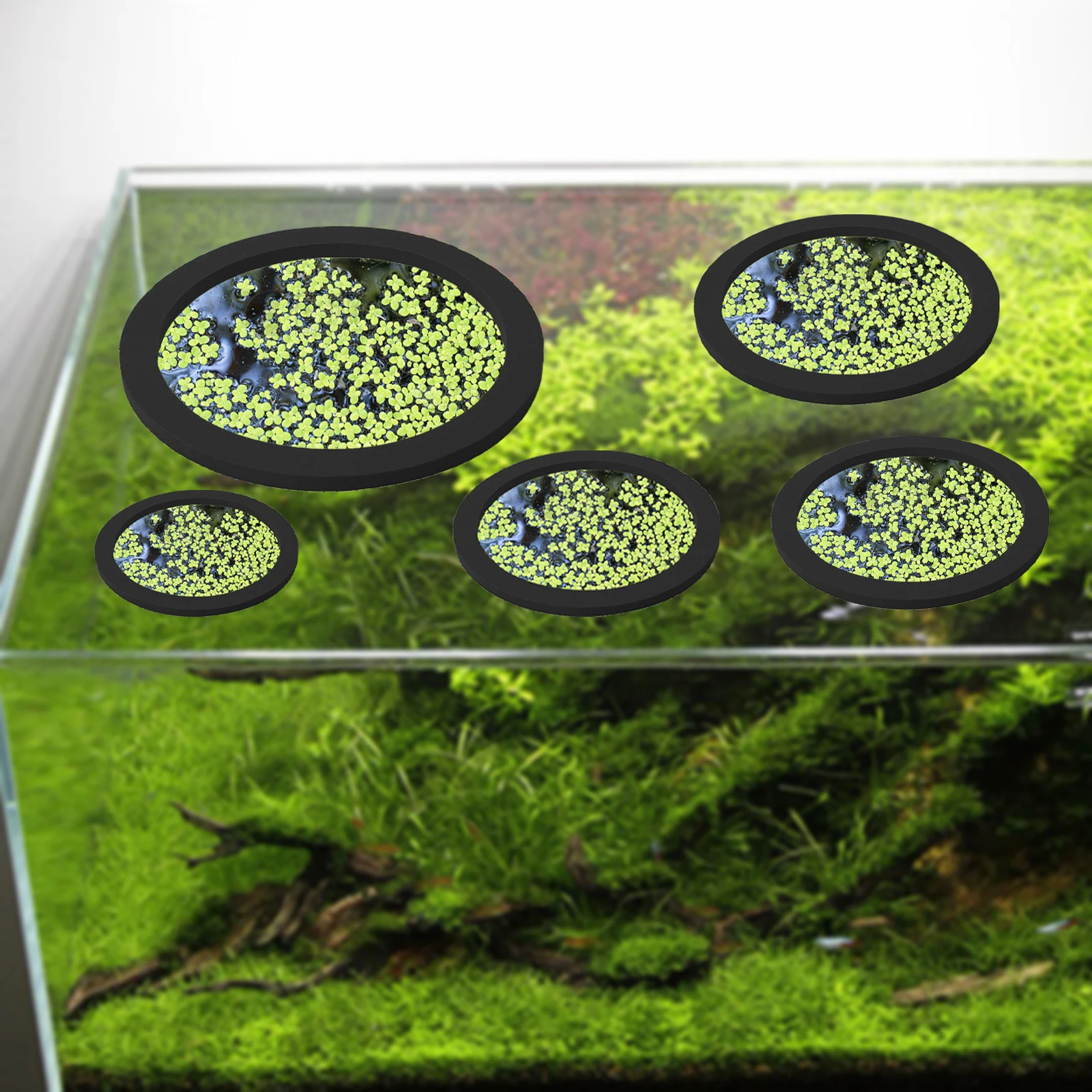 5Pcs EVA Fisch Fütterung Ring  – Aquarium Fish Marine Bewertung und Preis