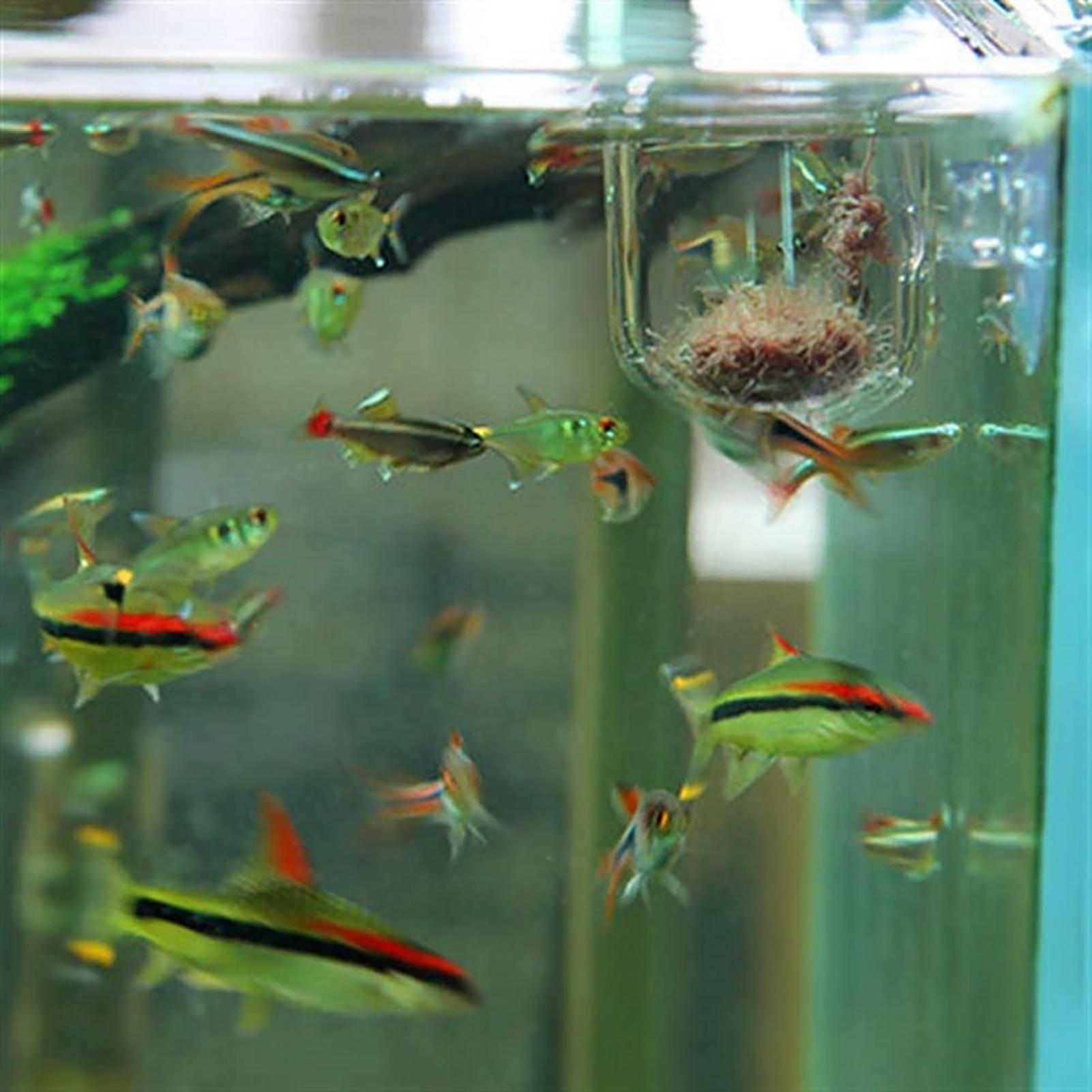 Pflanzenhalter für Aquarien, t – Aquarium Fish Beautiful Bewertung und Preis