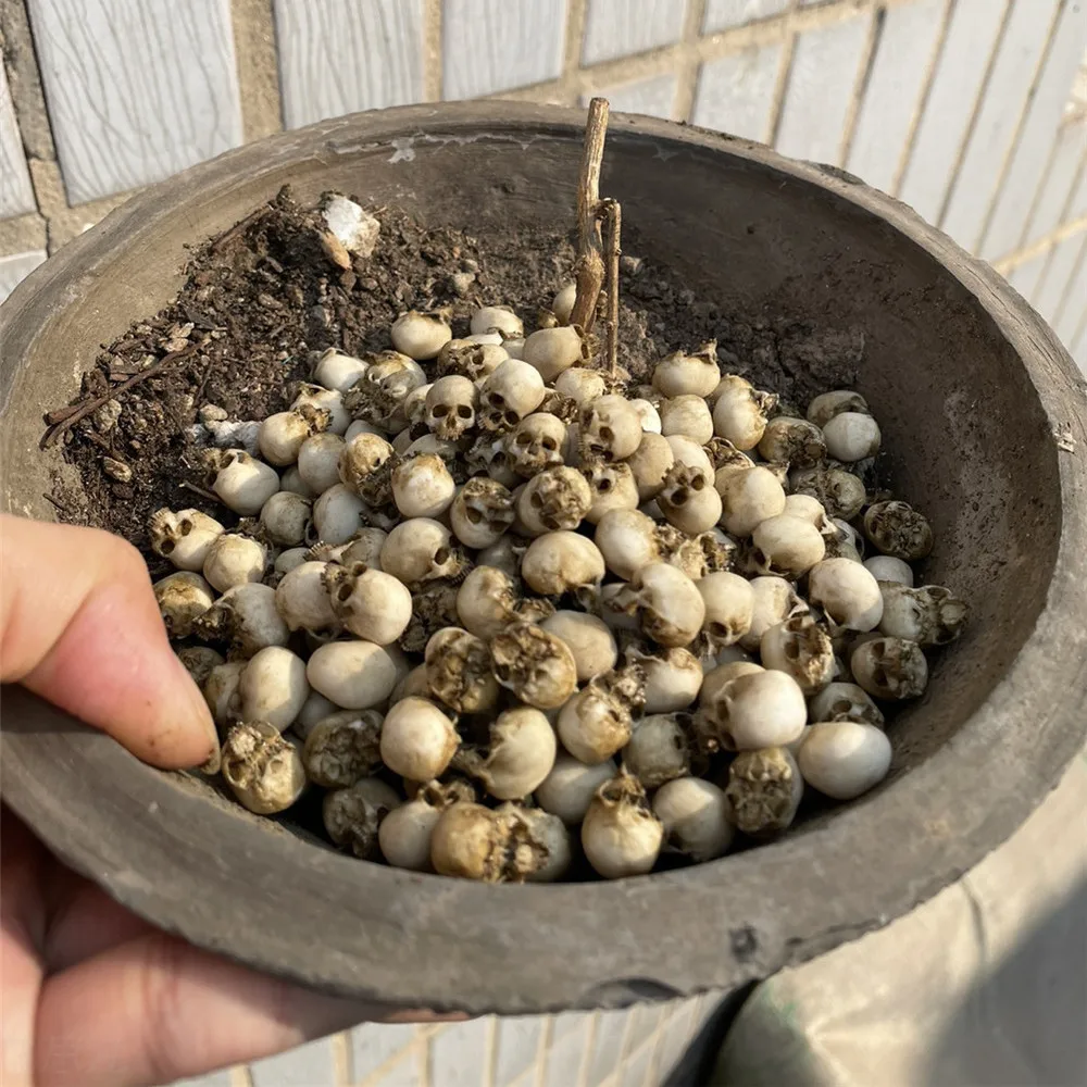 Mini-Schädel, hochwertiges Min – Aquarium Fish Only Bewertung und Preis