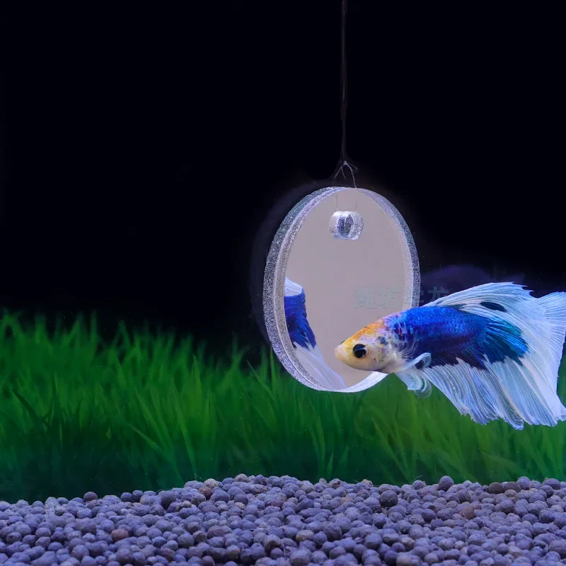 Aquarium Betta Spiegel Aquariu – Aquarium Fish Cichlid Bewertung und Preis